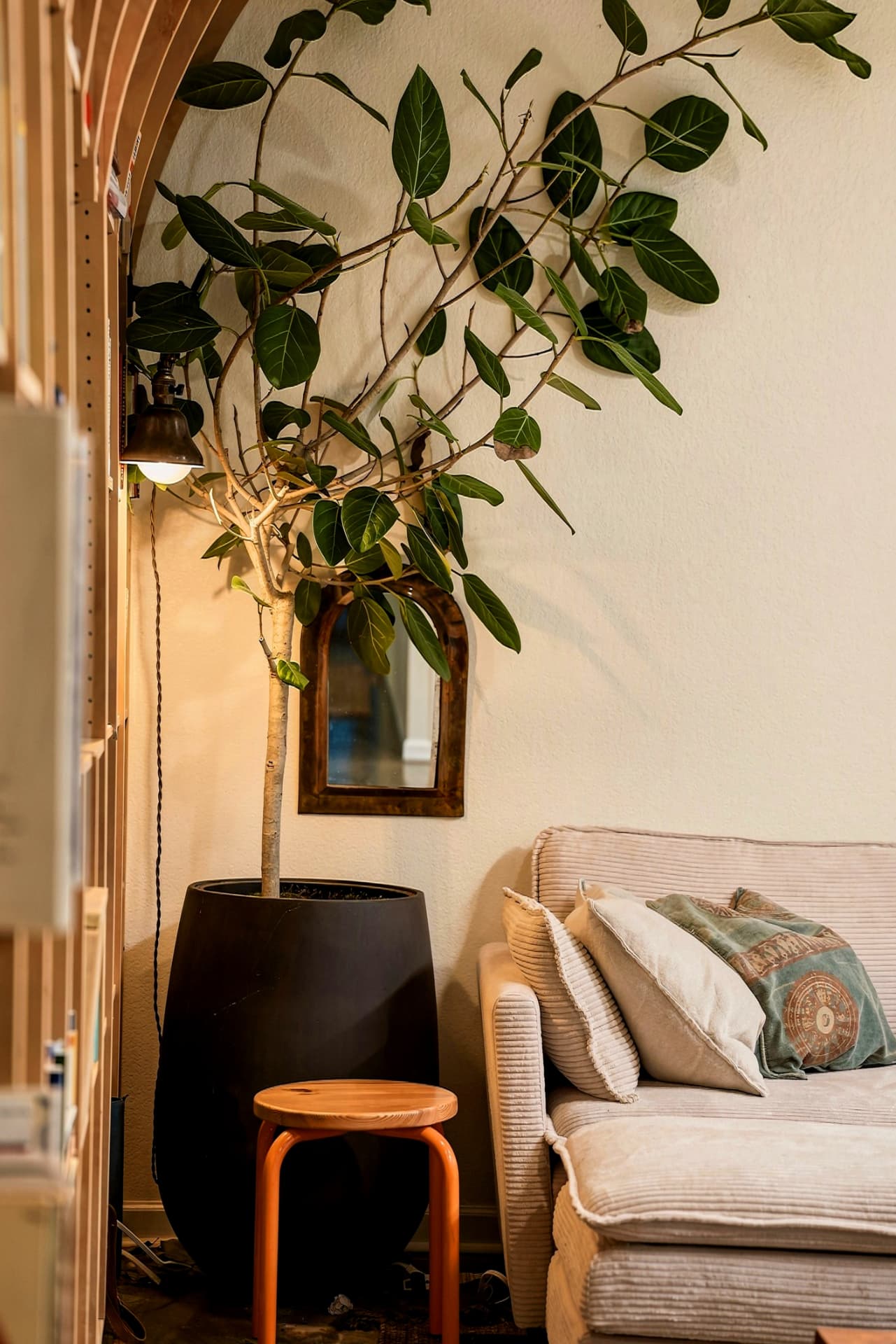 Leafy indoor tree beside a corduroy sofa