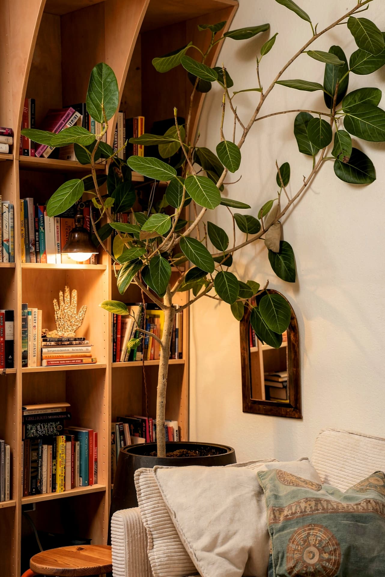 Indoor tree reaching over a bookshelf corner